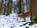 Winterparcour Bild 19