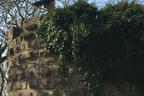 Jagdbogen - Turnier Bild 15