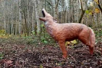Hunde-am-Parcours- Hunde-am-Parcours-
